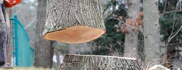 Best Hazardous Tree Removal  in Bouse, AZ
