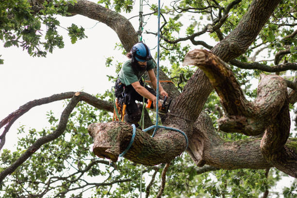 Best Leaf Removal  in Bouse, AZ