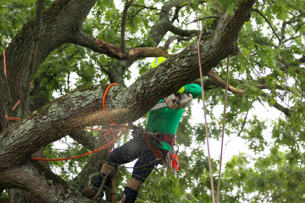 Best Tree Fertilization  in Bouse, AZ