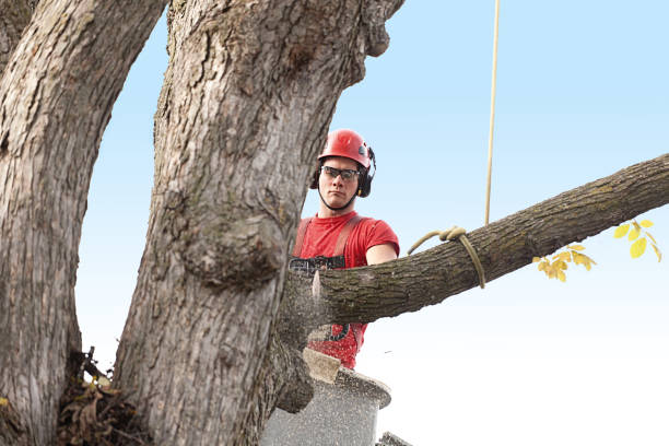 Best Lawn Pest Prevention  in Bouse, AZ